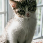 2025045期双色球开奖号码正式公布 au4kams