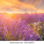 3几开奖号最新走势分析及预测 qbobm