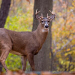 2025050期开奖结果最新公布,快来看看你中奖了吗? u11d50a